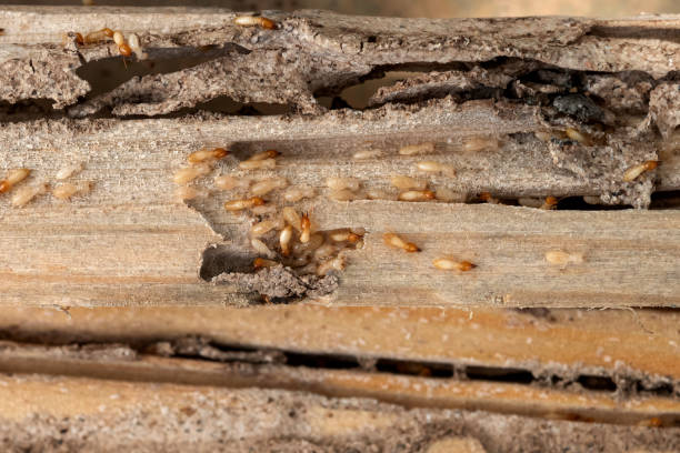 Best Flea Control Services  in Tellico Village, TN